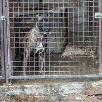 Na prodaju stenad Cane Corso