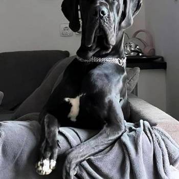 Nemačka doga štenci