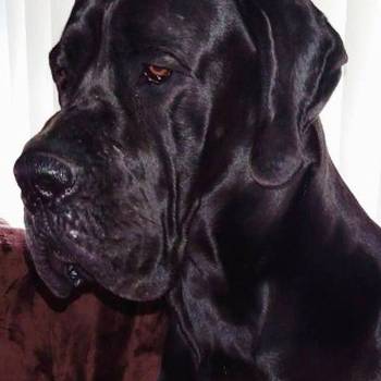 Nemačka doga štenci