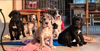 Nemačka doga štenci