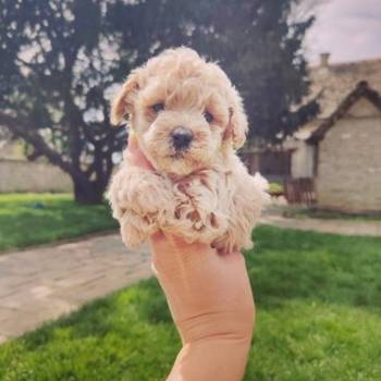 Maltipoo štenci