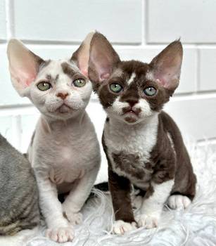 Prodajem devon rex mace