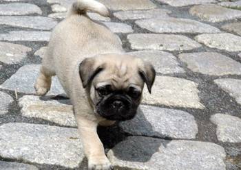 Dostupni štenci mopsa