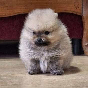 Pomeranski špic - Boo