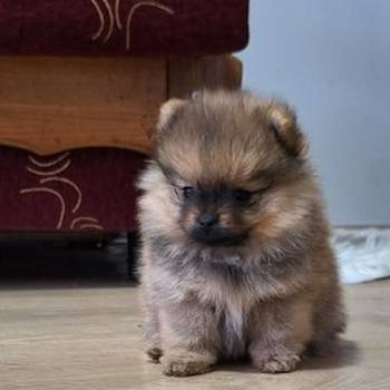 Pomeranski špic - Boo