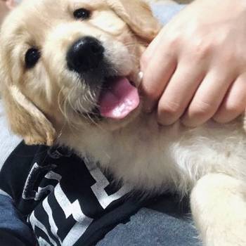 Zlatni retriver 3nnn