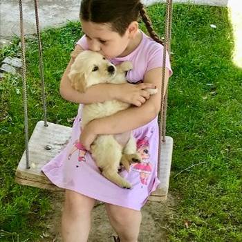 Zlatni retriver 3nnn