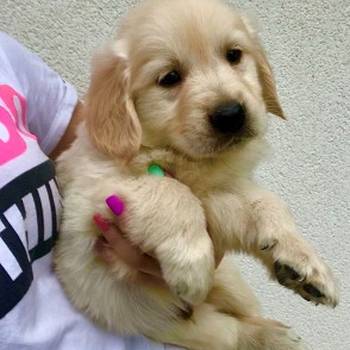 Zlatni retriver 3nnn