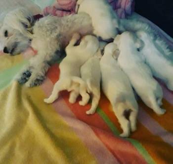 Na prodaju stenci mesanci maltezera i patuljastog spica