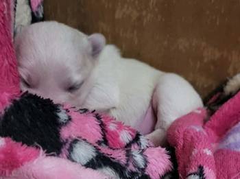 Na prodaju stenci mesanci maltezera i patuljastog spica