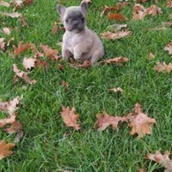 Francuski buldog štenci egzotičnih boja