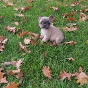 Francuski buldog štenci egzotičnih boja