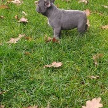 Francuski buldog štenci egzotičnih boja