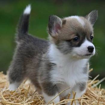 Velški korgi Welsh Corgi Pembroke