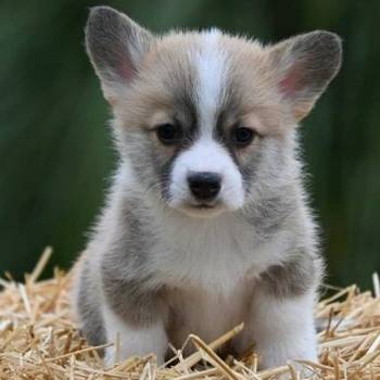 Velški korgi Welsh Corgi Pembroke