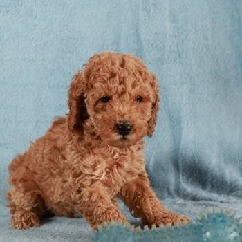 Crvena Toy / Patuljasta Pudla