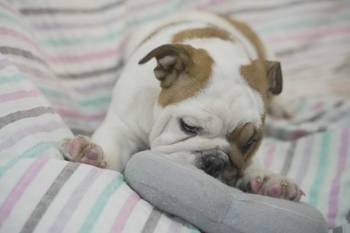 Engleski buldog stenci