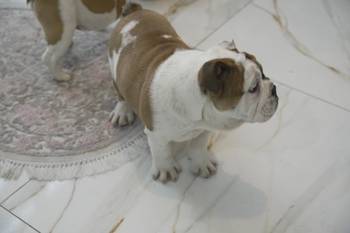 Engleski buldog stenci