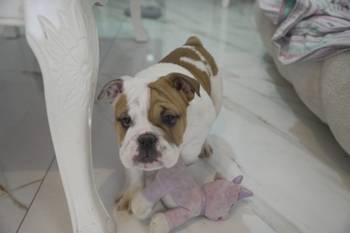 Engleski buldog stenci