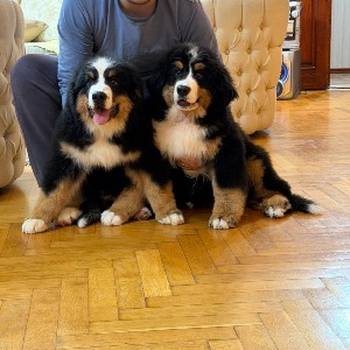 Na prodaju stenci bernskog planinskog psa, odlicnog kvaliteta