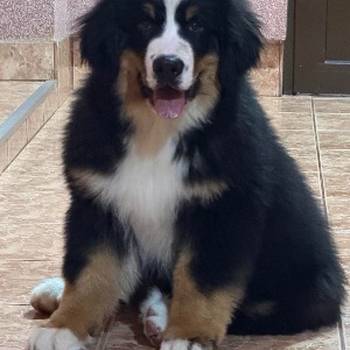Na prodaju stenci bernskog planinskog psa, odlicnog kvaliteta