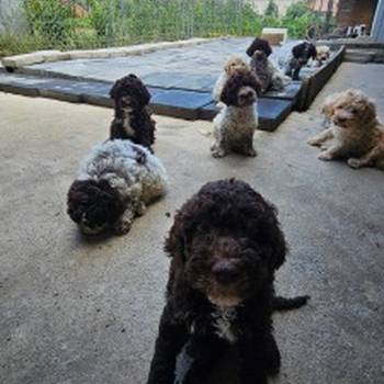 Štenci Lagoto Romanjole