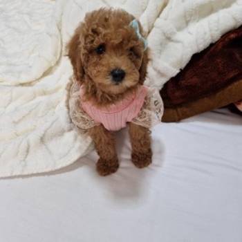 Preslatke crvene pudle, spremne za preuzimanje