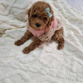 Preslatke crvene pudle, spremne za preuzimanje