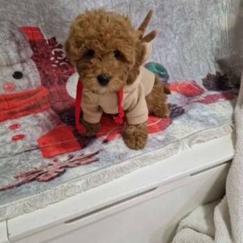 Crvene toy pudle spremne za preuzimanje