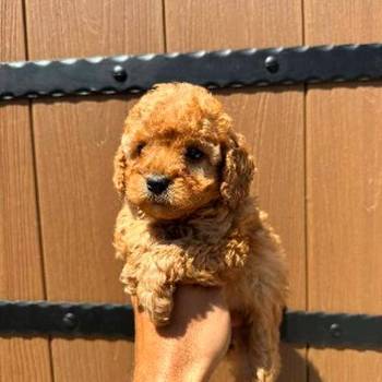 Toy pudle vrhunskog porekla