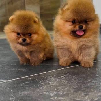 Pomeranci vrhunskog kvaliteta