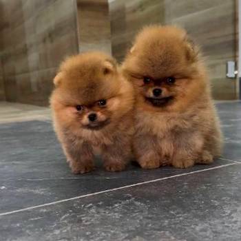 Pomeranci vrhunskog kvaliteta