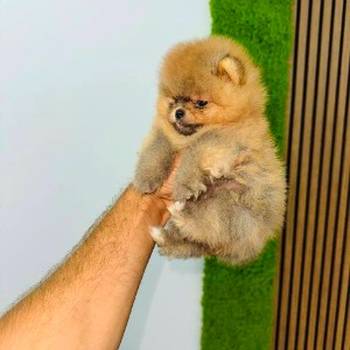 Pomeranci vrhunskog kvaliteta