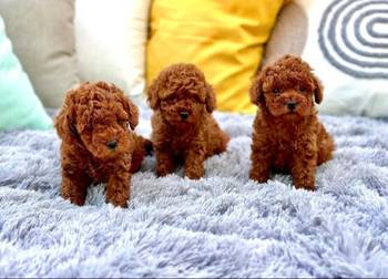 Najmanje pudle, od najlepsih roditelja u Evropi