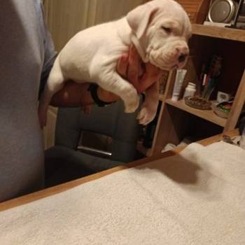 Dogo Argentino, štenci