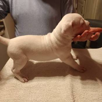 Dogo Argentino, štenci