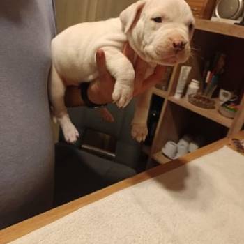Dogo Argentino, štenci