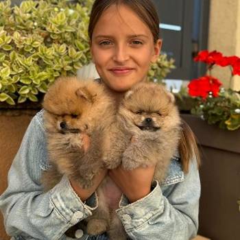 Dostupni prelepi štenci pomeranaca