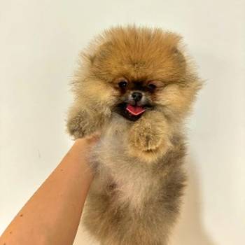 Dostupni prelepi štenci pomeranaca