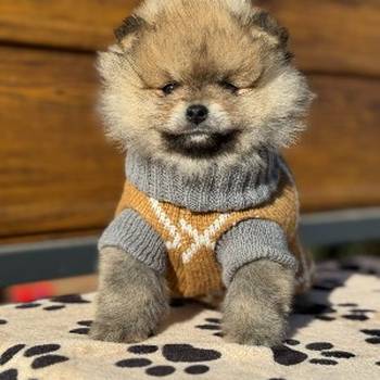 Dostupni prelepi štenci pomeranaca