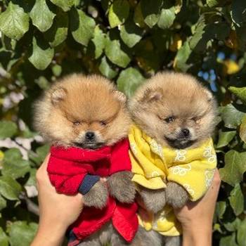 Dostupni prelepi štenci pomeranaca