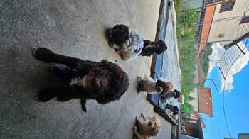 Lagotto Romagnolo, dostupni štenci