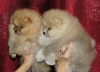 Pomeranski špic,Pomeranac,Pomeranian,Boo štenci