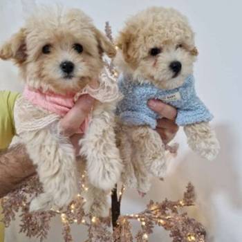 Preslatki maleni maltipoo stenci