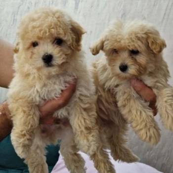 Preslatki maleni maltipoo stenci