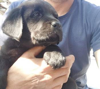 Labrador retriver, štenci šampionskog porekla