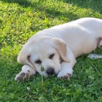 Labrador retriver, štenci šampionskog porekla