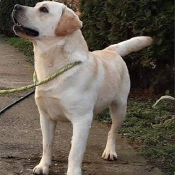 Labrador retriver, štenci šampionskog porekla