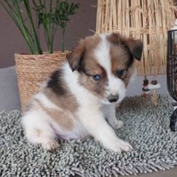 Border koli/collie štenci