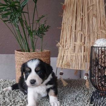 Border koli/collie štenci